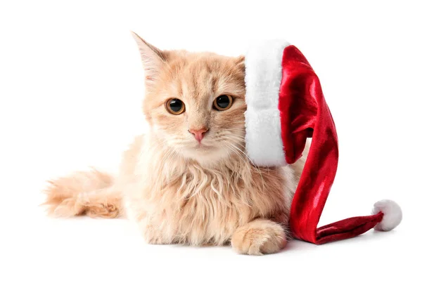 Cute funny cat in Santa hat on white background — Stock Photo, Image