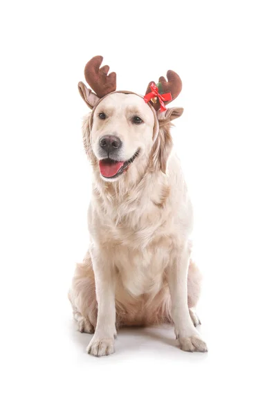 Söt rolig hund med jul rådjur horn på vit bakgrund — Stockfoto