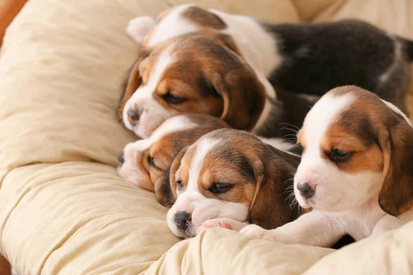 Cute beagle puppies resting at home — ストック写真