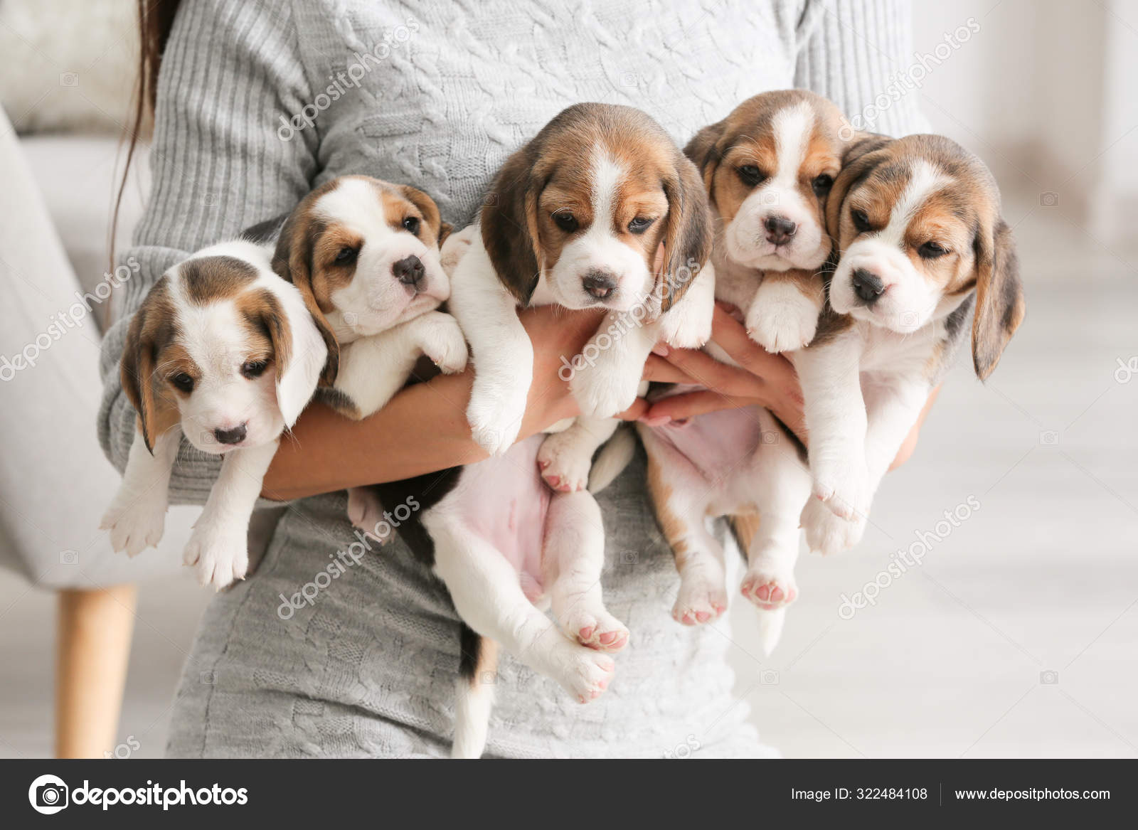 Owner with cute beagle puppies at home — Stock Photo © serezniy