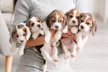 Evinde şirin köpek yavruları olan sahibi.