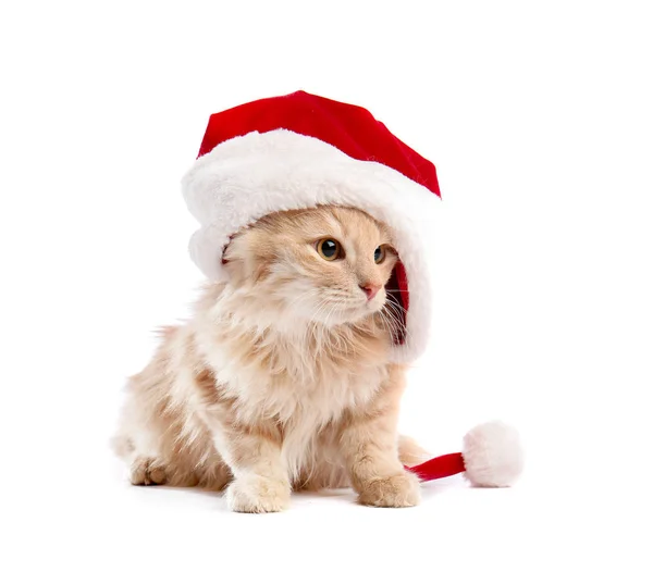 Cute funny cat in Santa hat on white background — Stock Photo, Image