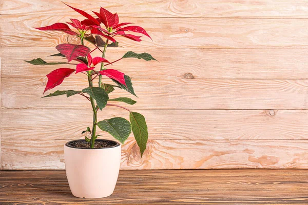 Christmas flower poinsettia on wooden table — Stock Photo, Image