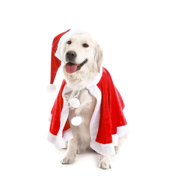 Cute funny dog in Santa costume on white background — Stock Photo, Image