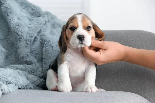 Owner stroking cute beagle puppy at home — Stock Photo, Image