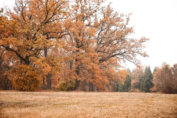 Pohled na krásné podzimní park — Stock fotografie