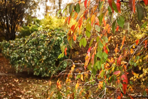 Baumzweige im schönen Herbstpark — Stockfoto
