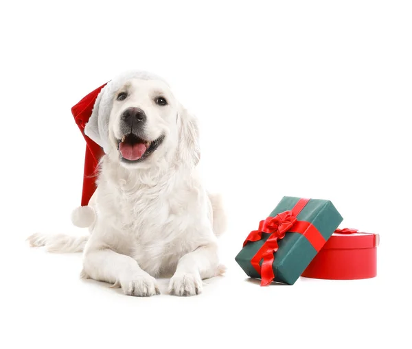 Roztomilý legrační pes v klobouku Santa a s vánoční dárky na bílém pozadí — Stock fotografie