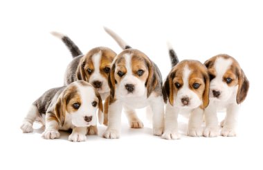 Beyaz arka planda şirin köpek yavruları.