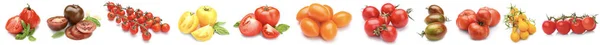 Conjunto de diferentes tomates sobre fondo blanco — Foto de Stock