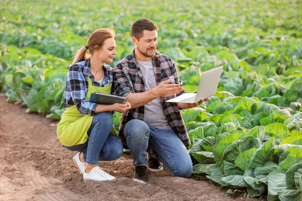 Ingineri agricoli care lucrează în domeniu — Fotografie, imagine de stoc