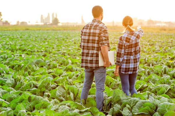 Agricultural engineers working in field — Stock Photo, Image