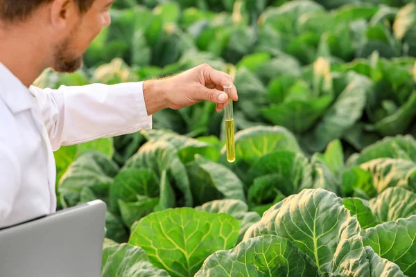 Engenheiro agrícola masculino trabalhando no campo — Fotografia de Stock