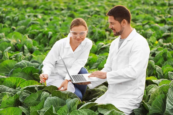 Agricultural engineers working in field — Stock Photo, Image