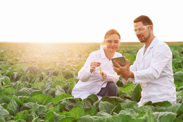 Ingenieros agrícolas trabajando en el campo — Foto de Stock