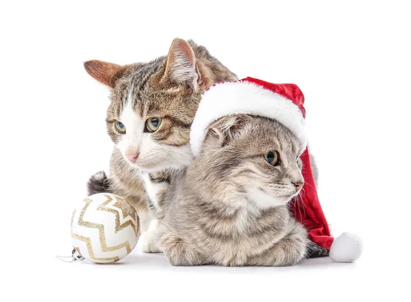 Cute funny cats with Santa hat on white background — Stock Photo, Image