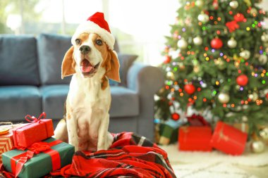 Noel Baba şapkalı şirin köpek Noel için dekore edilmiş.