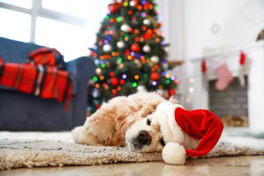 Noel arifesinde evde Noel Baba şapkalı sevimli bir köpek.