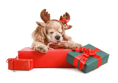 Geyik boynuzları ve beyaz arka planda Noel hediyeleri olan sevimli bir köpek.