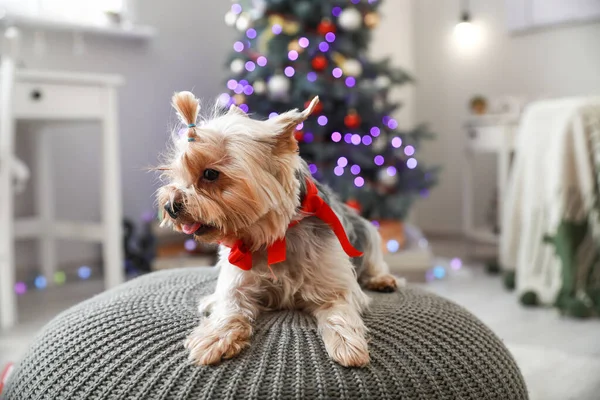 Netter Hund im weihnachtlich dekorierten Zimmer — Stockfoto