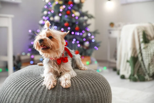 Netter Hund im weihnachtlich dekorierten Zimmer — Stockfoto