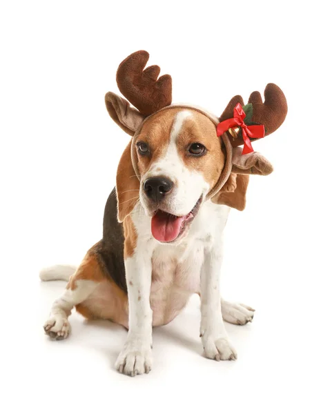 Cão bonito com chifres de veado de Natal no fundo branco — Fotografia de Stock