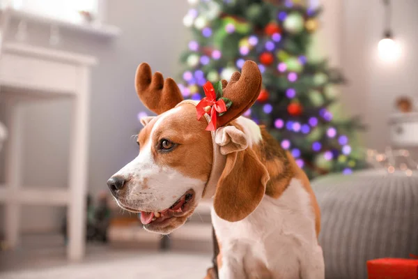 Niedlicher Hund mit Hirschhörnern im weihnachtlich dekorierten Zimmer — Stockfoto