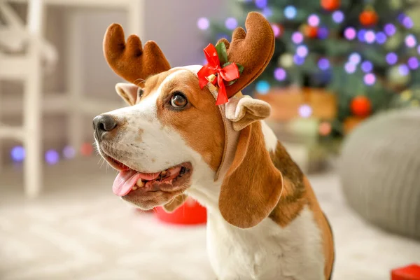 Милая собака с оленьими рогами в комнате, украшенной на Рождество — стоковое фото