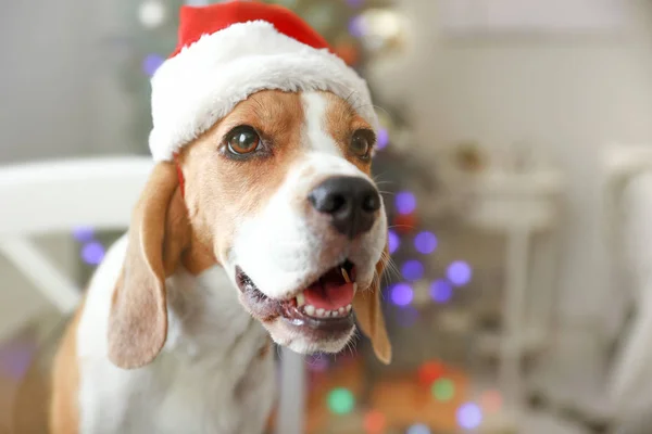 Симпатичная собака в шляпе Санта-Клауса в номере, украшенном к Рождеству — стоковое фото
