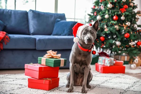 Симпатичная собака в шляпе Санта-Клауса и с рождественскими подарками дома — стоковое фото
