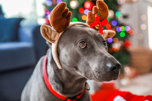 Niedlicher Hund mit WeihnachtsHirschhörnern zu Hause — Stockfoto