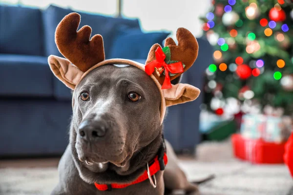 Милая собака с рождественскими оленьими рогами дома — стоковое фото