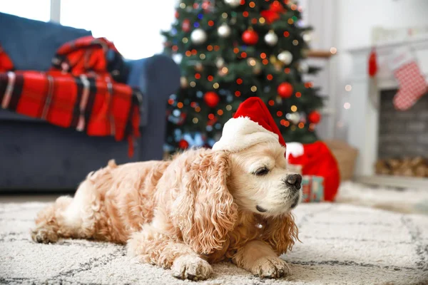 Netter lustiger Hund mit Weihnachtsmütze zu Hause an Heiligabend — Stockfoto