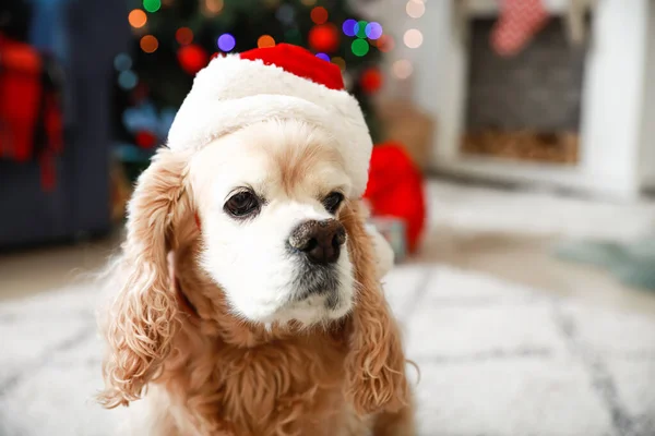 Mignon chien dans le chapeau de Père Noël à la maison — Photo