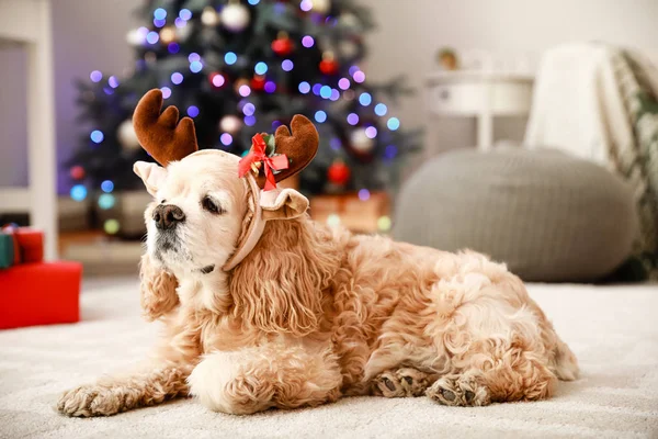 Niedlicher Hund mit Hirschhörnern im weihnachtlich dekorierten Zimmer — Stockfoto
