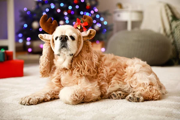 Mignon chien avec cornes de cerf dans la chambre décorée pour Noël — Photo