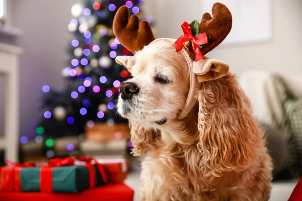 Lindo perro con cuernos de ciervo en la habitación decorada para Navidad —  Fotos de Stock