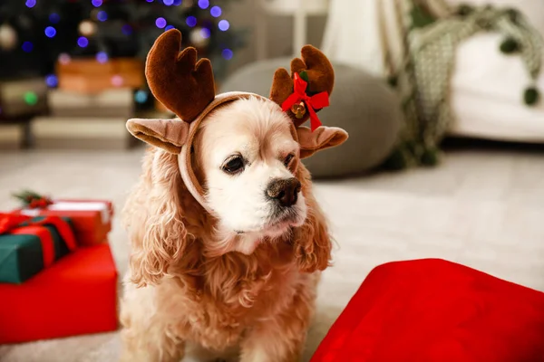 Niedlicher Hund mit Hirschhörnern im weihnachtlich dekorierten Zimmer — Stockfoto