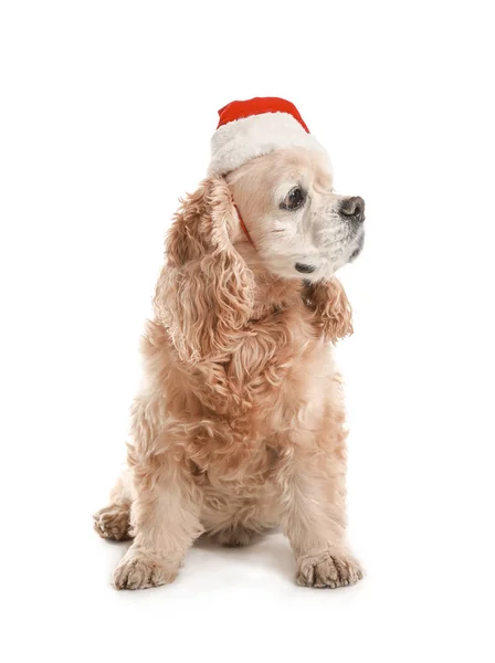 Roztomilý pes v santa klobouk na bílém pozadí — Stock fotografie