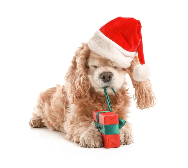 Noel Baba şapkalı şirin köpek ve beyaz arka planda Noel hediyesi. — Stok fotoğraf