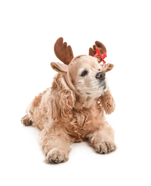 Netter Hund mit Weihnachten Hirschhörnern auf weißem Hintergrund — Stockfoto