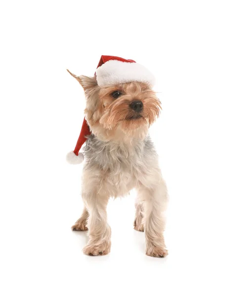 Mignon chien dans le chapeau de Père Noël sur fond blanc — Photo