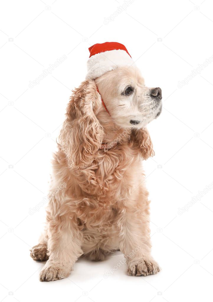 Cute dog in Santa hat on white background — Stock Photo © serezniy