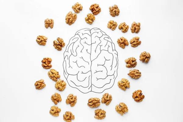 Вкусные орехи с нарисованным мозгом на белом фоне — стоковое фото