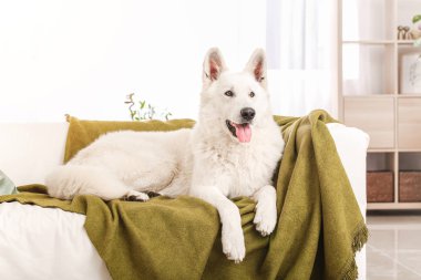 Evdeki kanepede yatan sevimli komik köpek.