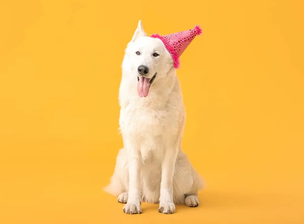 Cute funny dog with party hat on color background — Stock Photo, Image
