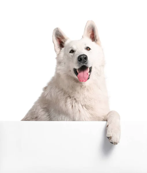 Χαριτωμένο αστείο σκυλί με κενή αφίσα σε λευκό φόντο — Φωτογραφία Αρχείου