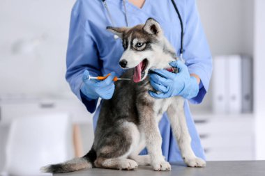 Klinikte veteriner mikroçipli şirin köpek yavrusu.