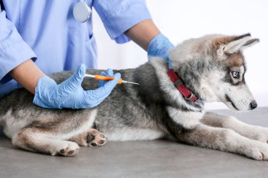 Klinikte veteriner mikroçipli şirin köpek yavrusu.