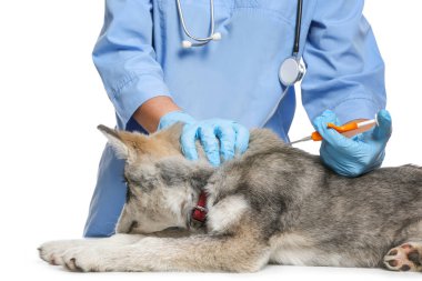 Veteriner mikroçipleri beyaz arka planda şirin köpek yavruları